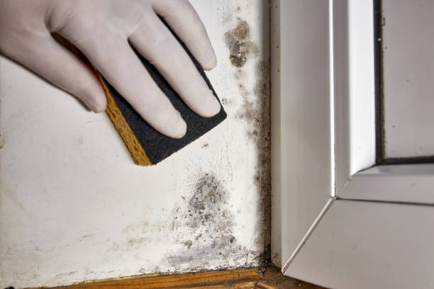 Best Dehumidification Services  in Harlowton, MT
